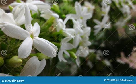 Melati s flower stock photo. Image of language, name - 66555828