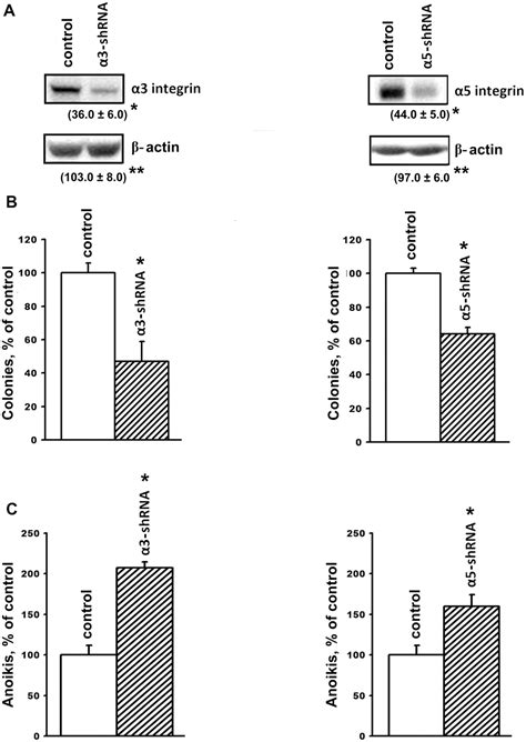 Implication of integrins α3β1 and α5β1 in invasion and anoikis of SK