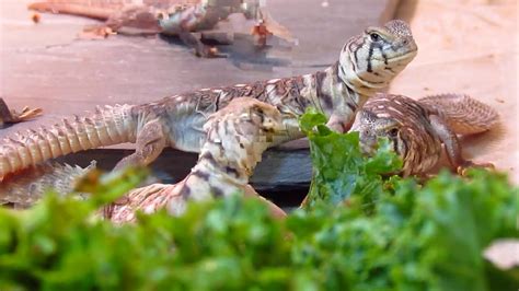 Elevages Lisard Uromastyx Yemenensis Babies Eating Greens Youtube