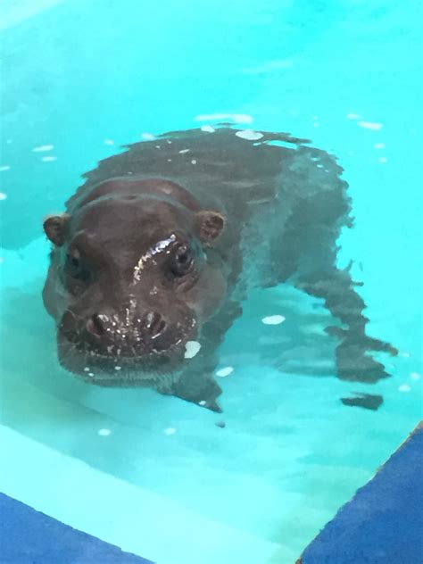 Swimming : r/hippo