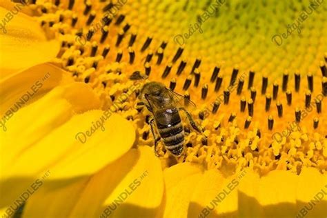 sunflower during pollination (873489)