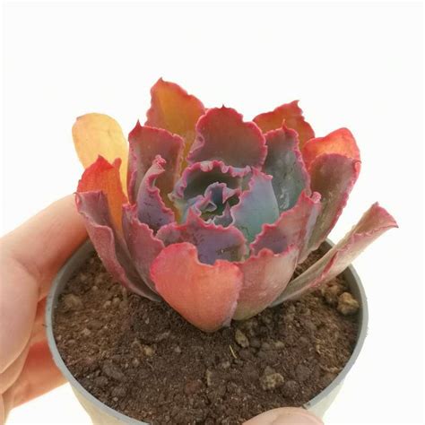 Echeveria Shaviana Neon Breakers Cm Crassulaceae Giromagi