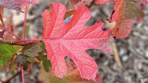 Zielono Zakr Ceni Hortensja D Bolistna Hydrangea Quercifolia