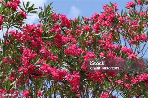 Pink Oleander Stock Photo Download Image Now Beauty Blossom