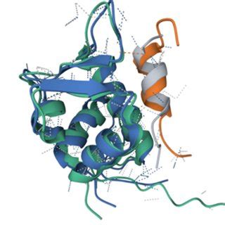 The structure of the p53 protein family. (A) Schemes of p53 and p73... | Download Scientific Diagram