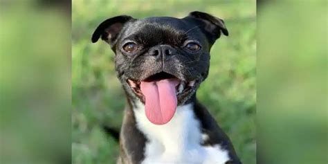 Pug Boston Terrier Mix Facts