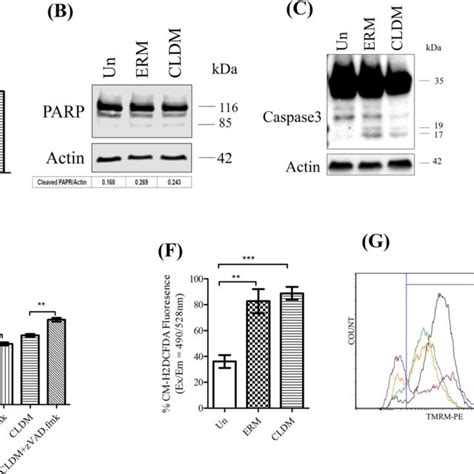 The antibiotics targeting bacterial 50S ribosomes induce ROS and ...