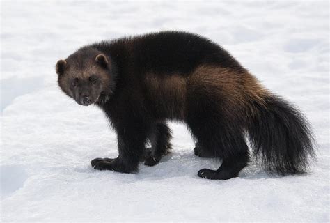 Wolverine on Snow Photograph by Wade Aiken - Pixels