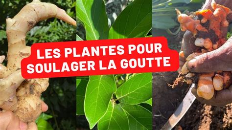 Soulager la Goutte avec les plantes du jardin Créole YouTube