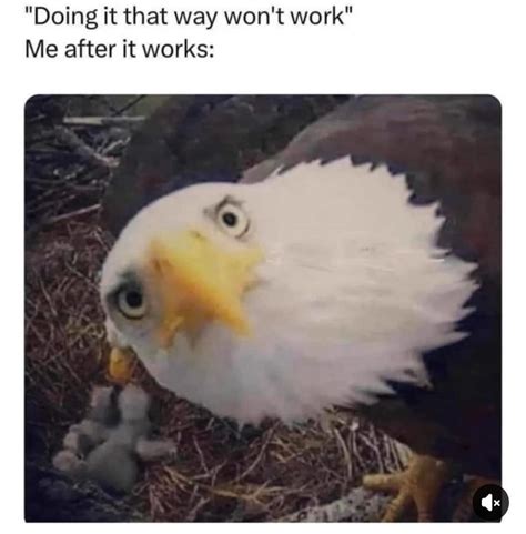 The Best Eagle Memes Memedroid
