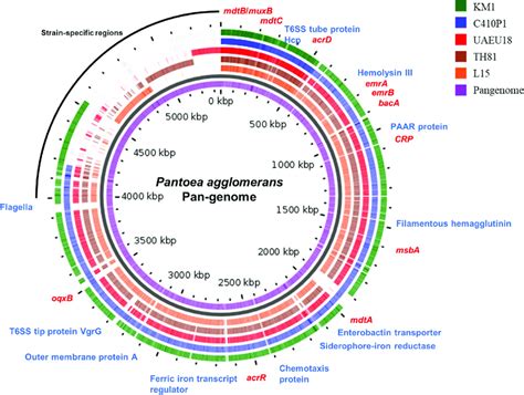 Pan Genome Analysis Of P Agglomerans Strains Obtained Using Gview