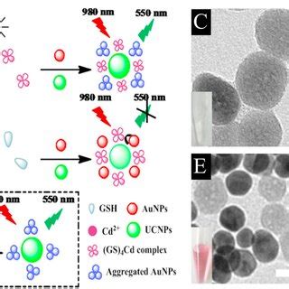 Sensing Principle Of The Bifunctional Ucnps Aunps Based Nanoprobe For