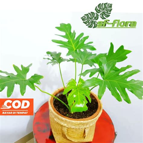 Jual Tanaman Hias Philodendron Selloum Promo Philodendron Selloum