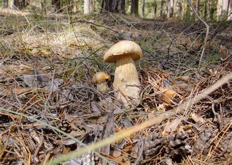 Boletus Edulis in Forest in Russia Siberia Stock Photo - Image of grass ...