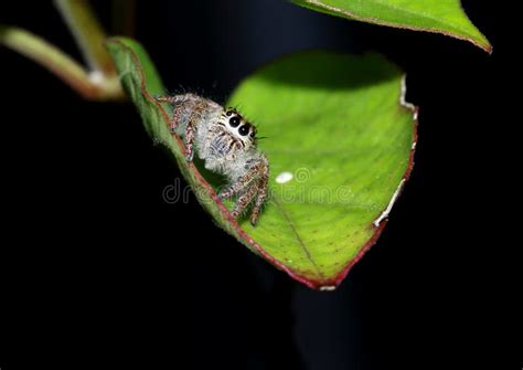 Hairy Brown Jumping Spider On A Leaf Stock Image Image Of Phobia