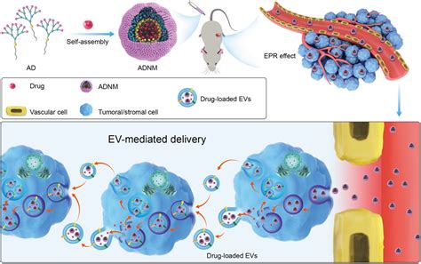 Dendrimer Nanosystems For Adaptive Tumor Assisted Drug Delivery Via