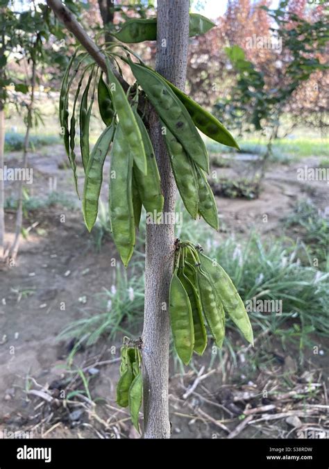 Cercis Chinensis Immagini E Fotografie Stock Ad Alta Risoluzione Alamy