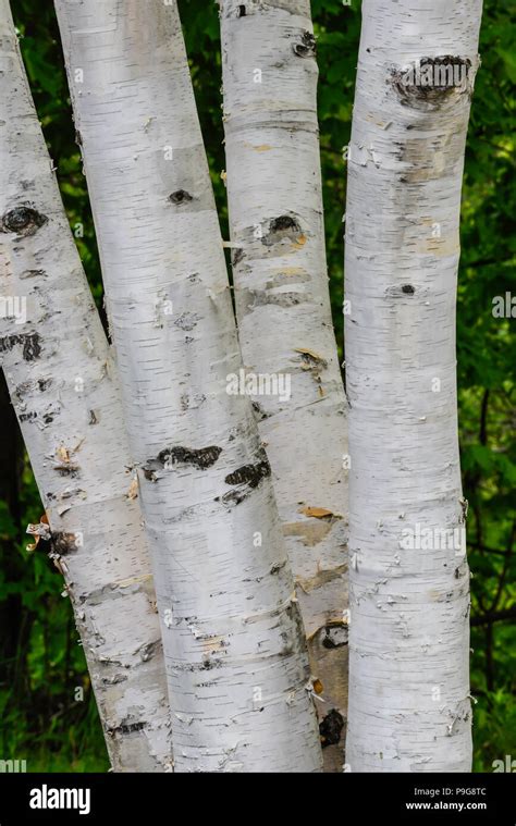 Betula Papyrifera Paper Birch Hi Res Stock Photography And Images Alamy