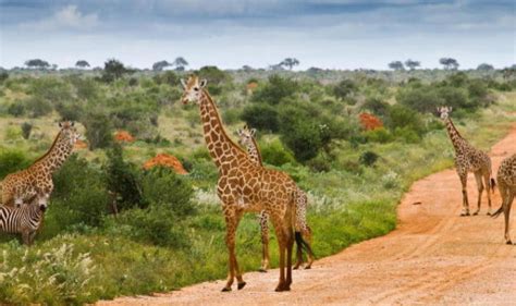 Tsavo National Park Kenya National Parks Rwanda Wildlife Safari