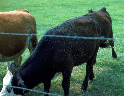 Cattle With Horn Flies Entomology Today