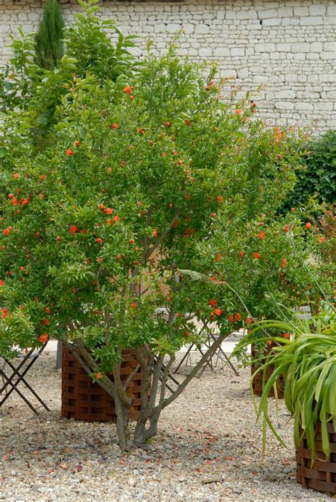 Punica Granatum Granatapfel Van Den Berk Baumschulen