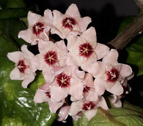 Gerrits Hoya Flowers Hoya Carnosa Krinkle Eight