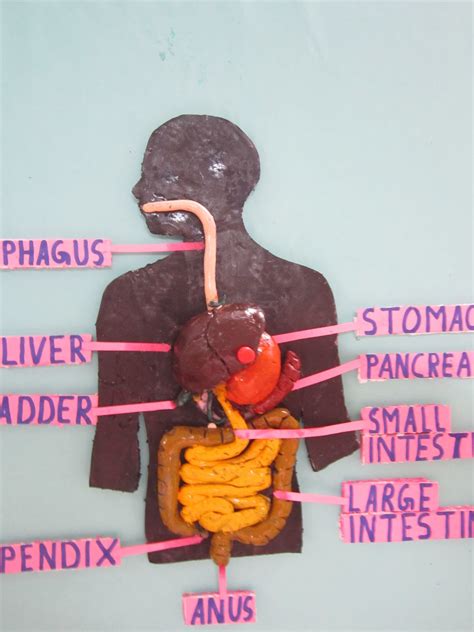 How To Make 3d Model Of Human Digestive System With Clay Class 8 Images