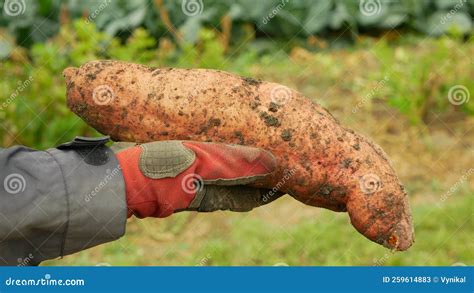 Sweet Potato Ipomoea Batatas Close Up Tuberous Tubers Roots Field Bio