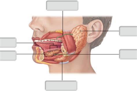 Salivary Glands Diagram Quizlet