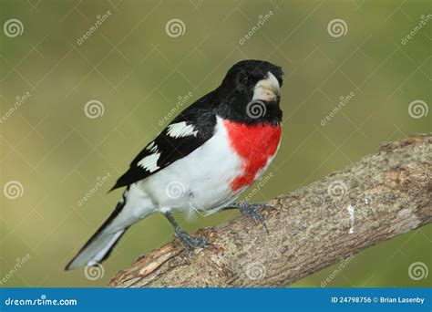 Male Rose Breasted Grosbeak Feeding On The Forest Floor Stock Photo