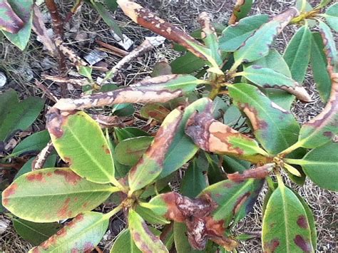 Rododendron zachorował po zimie e ogrody