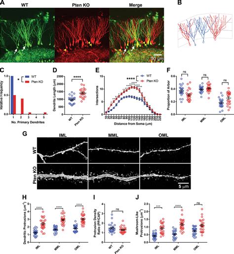 Pten Knockout Increases Arborization In All Molecular Layer Subfields