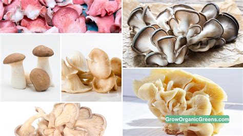 Top Oyster Mushroom Varieties - Best Of Edible & Lookalike Oyster Mushrooms