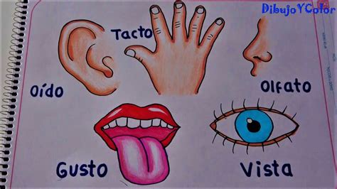 Los 5 sentidos y sus órganos the 5 senses and their organs Dibujo y