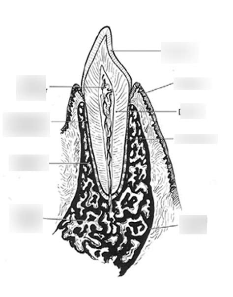 Oral Histo Week 17 Pic 6 Diagram Quizlet