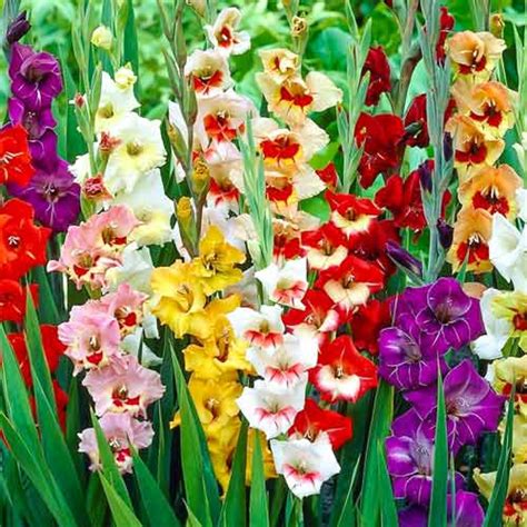 Gladiool Mixed Garden Velvet 76257 Sibulad Osta Soodsamalt GradinaMax Ee