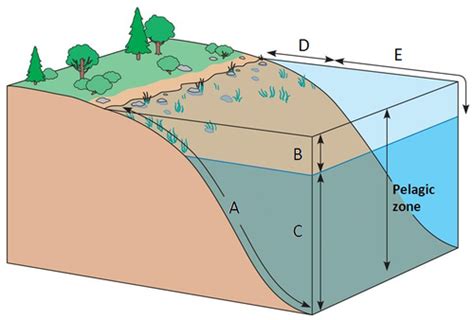 Ecology Intro Ecosystems Flashcards Quizlet