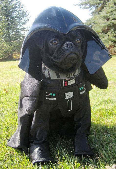 60 Spooky And Cute Halloween Costumes For Pets Designbump