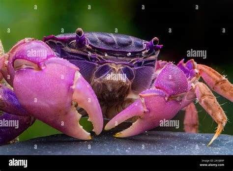 Lila Spider Crab Neosarmatium Purple Form Purple Stock Photo Alamy