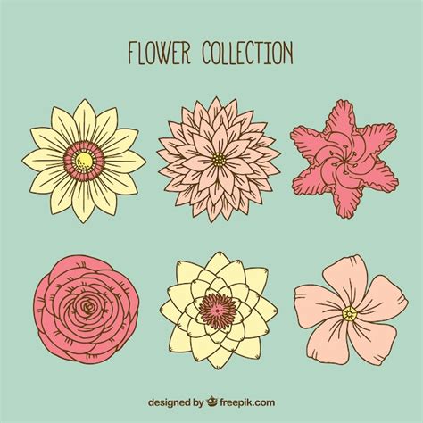 Plusieurs Fleurs Décoratives Vecteur Gratuite