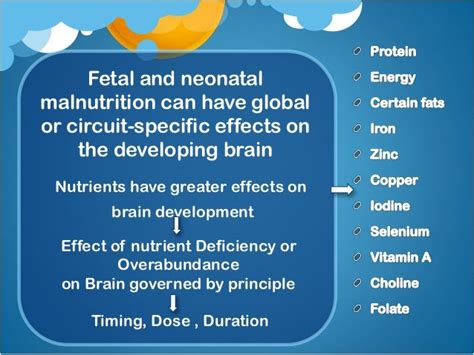 Importance Of Nutrition On Development Of Brain