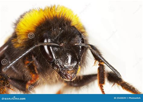 Face Of A Bumblebee Royalty Free Stock Images - Image: 2543039