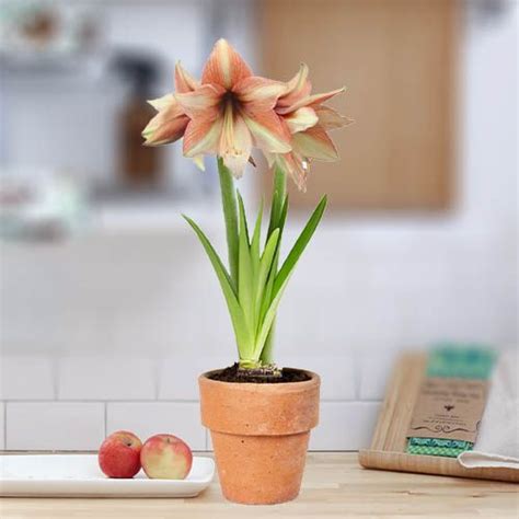 Amaryllis Hippeastrum Mocca Order Online In Eu Directly From The