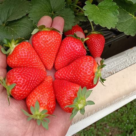 Strawberry Varieties | Mattivi from Genetics to Berries