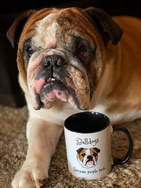 Now You Can Take Emmitt The Bulldog Home With You By Way Of A Coffee