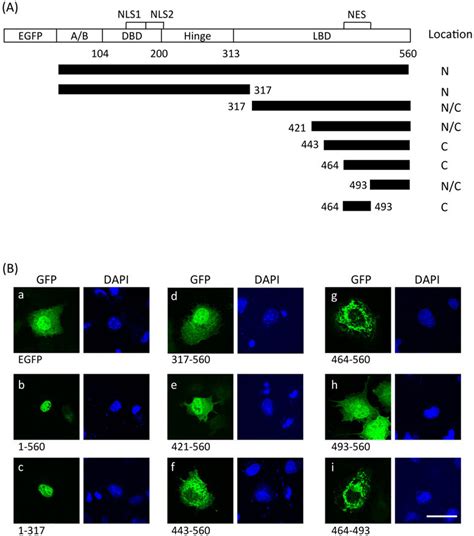 Identification Of The Nuclear Export Domain In Lrh A Schematic