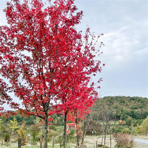 Trees Mandy Spring Farm Nursery Inc