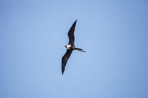 Premium Photo Female Magnificent Frigatebird Fregata Magnificens