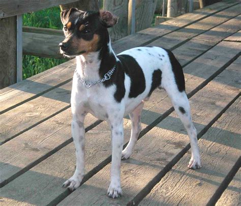 Fox Paulistinha Um Terrier Brasileiro E Hiperativo