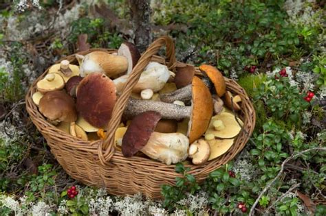 7 Common Mushrooms In Maryland Star Mushroom Farms